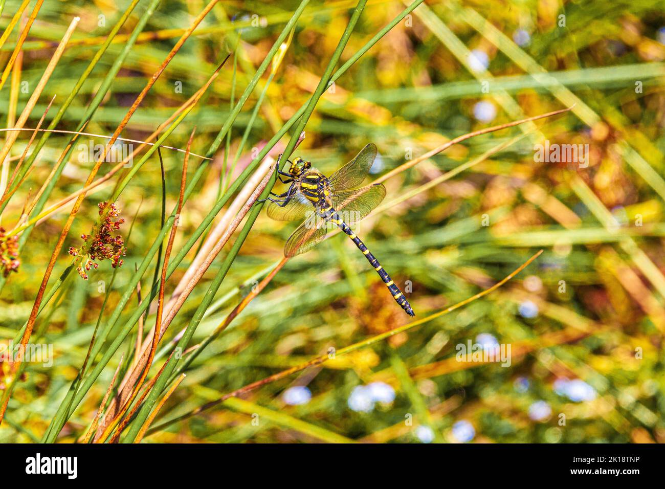 Una libélula de anillo dorado (Cordulegaster boltonii) en el Parque Nacional Exmoor, Somerset Reino Unido Foto de stock