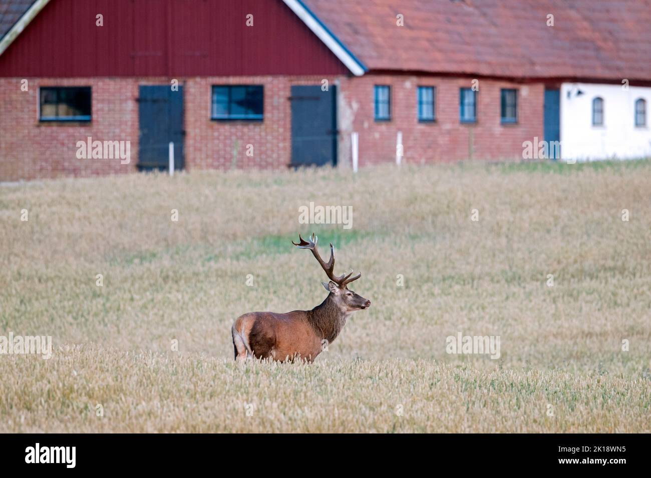 Ciervo rojo (Cervus elaphus) ciervo solitario parado en el campo de cereales / campo de trigo en frente del granero / edificio de la granja en verano, Scania / Skåne, Suecia Foto de stock