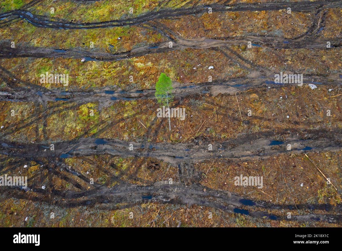 Vista aérea sobre corte claro que muestra las pistas de oruga, corte claro / tala clara es una práctica forestal / maderera en la que todos los árboles se talan Foto de stock