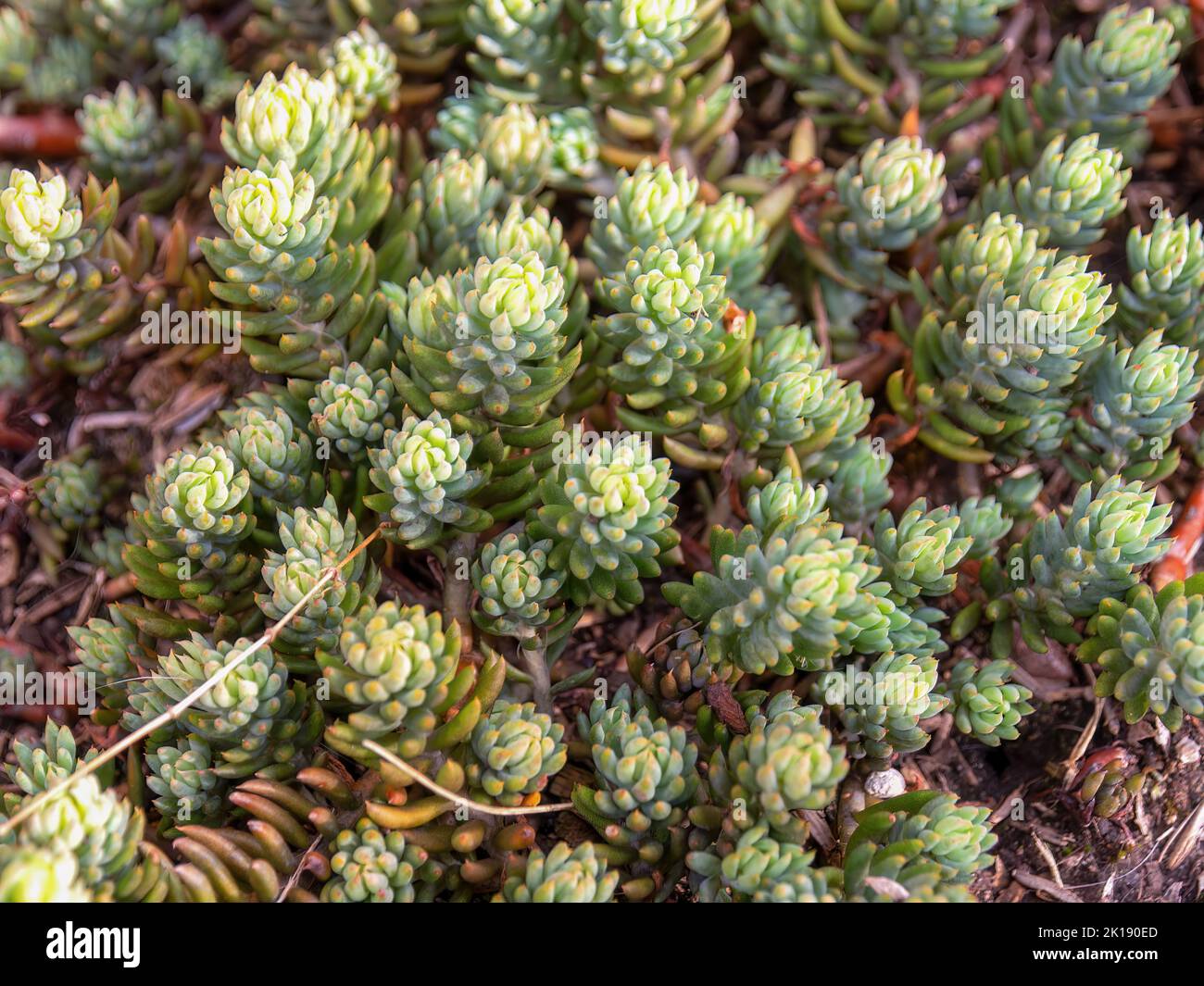 Vista superior de algunas plantas suculentas de piedra pálida que se asemejan a un bosque. Capturado en un jardín cerca de la ciudad colonial de Villa de Leyva en el centro de Colo Foto de stock