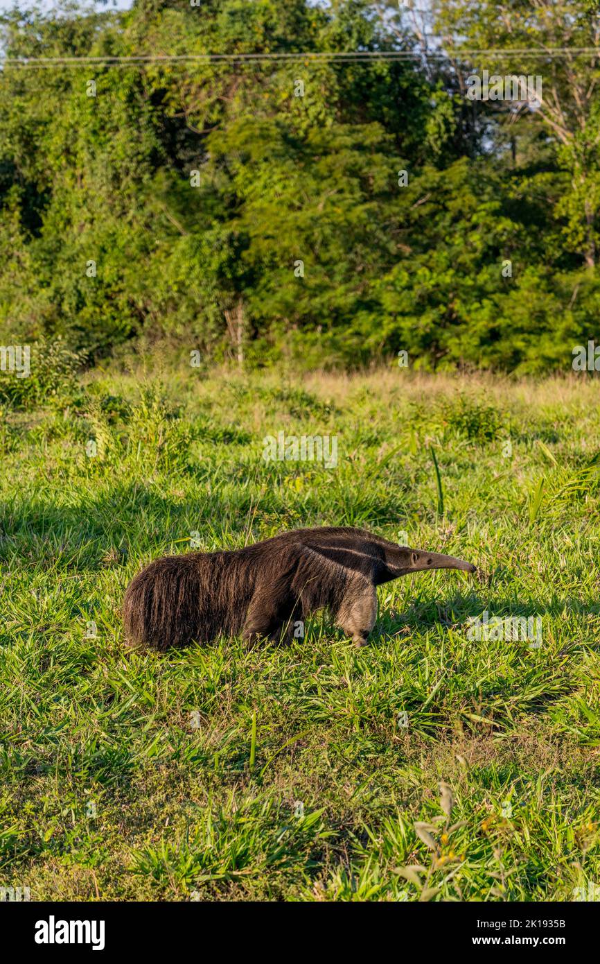 Un hormiguero gigante en peligro de extinción (Myrmecophaga tridactyla) en busca de comida en la sabana cerca del Aguape Lodge en el sur del Pantanal, Mato Grosso do Foto de stock