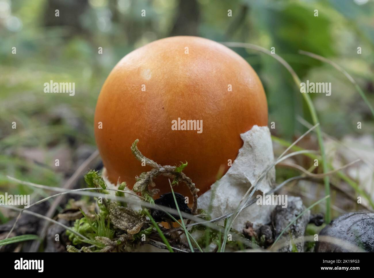 Primer plano de Amanita Caesarea setas ( Mushroom de César ) sobre fondo natural de bosque. Es un hongo comestible. Foto de stock