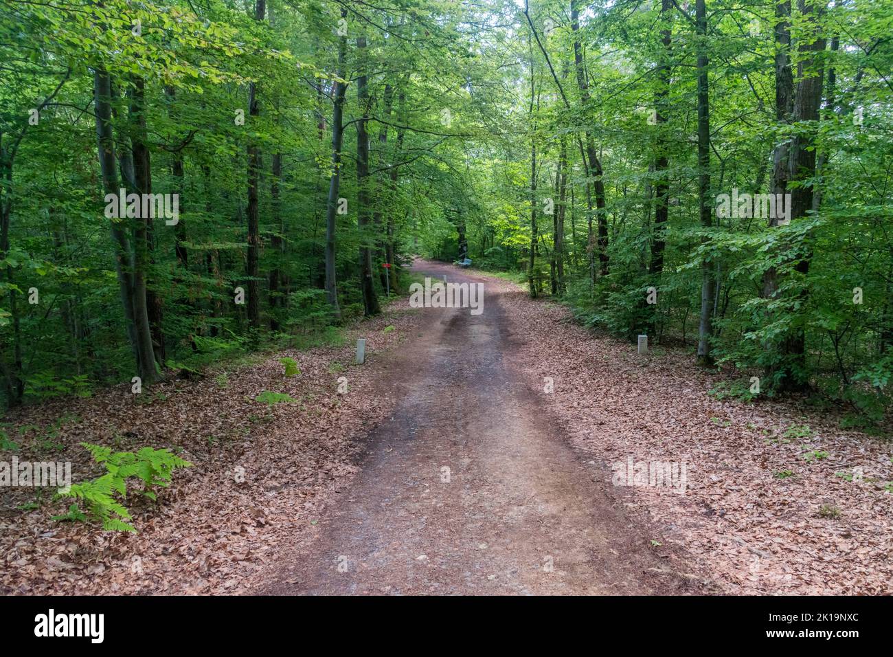 Carretera forestal en Austria al sitio fronterizo de Eslovenia, Austria, Hungría. Carretera a Tripoint, tricruce, triple punto, o zona de tres fronteras en la Schen de Europa Foto de stock