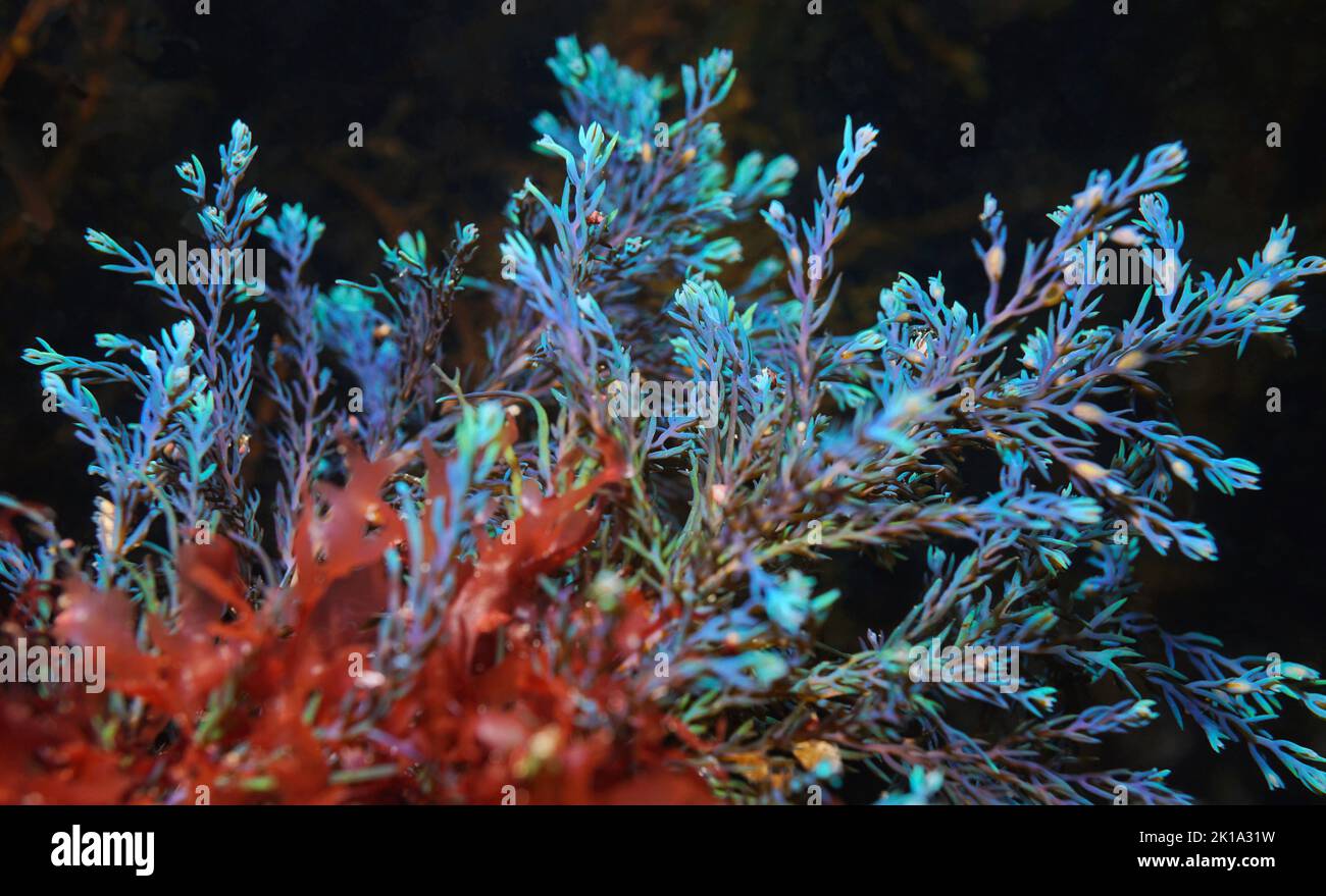 Arco iris alga Cystoseira tamariscifolia, submarina en el Océano Atlántico, España Foto de stock