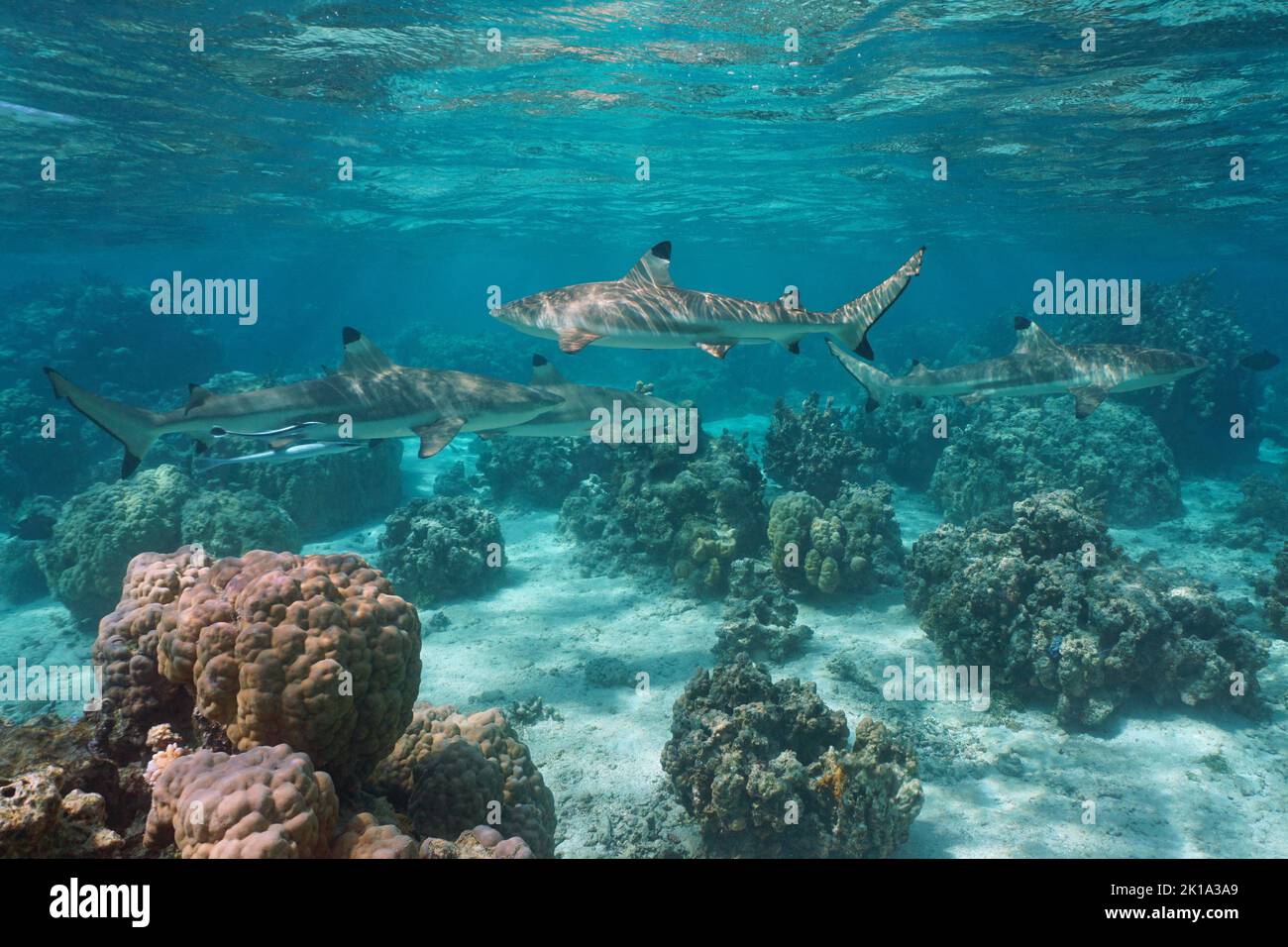 Varios tiburones de arrecife de punta negra en el océano, paisaje marino subacuático, Pacífico Sur, Polinesia Francesa Foto de stock