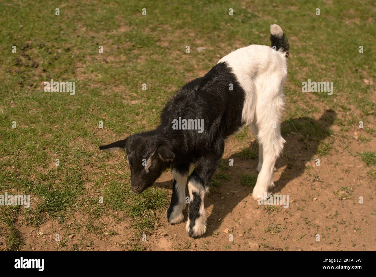 Zieglein - eine junge Hausziege - Ziegenkitz Foto de stock