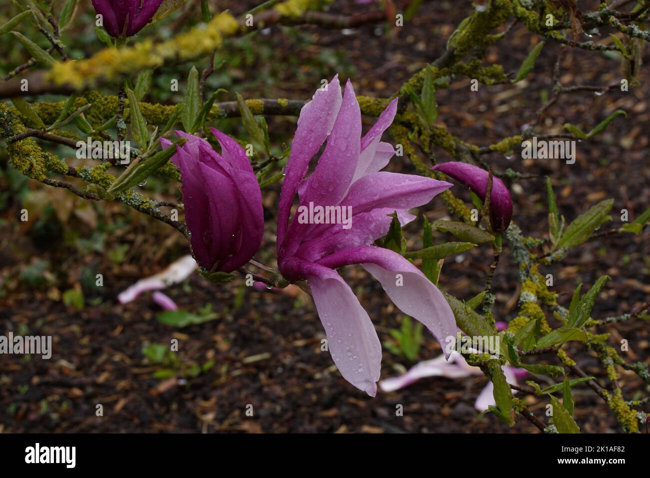 Purpur-Magnolie (Magnolia liliflora) im Regen Foto de stock