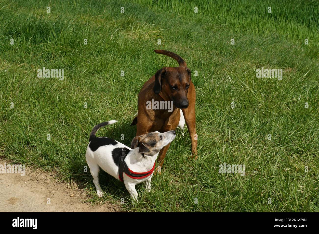 Jack Russel Terrier u Bayrischer Gebirgsschweißhund 5 Foto de stock