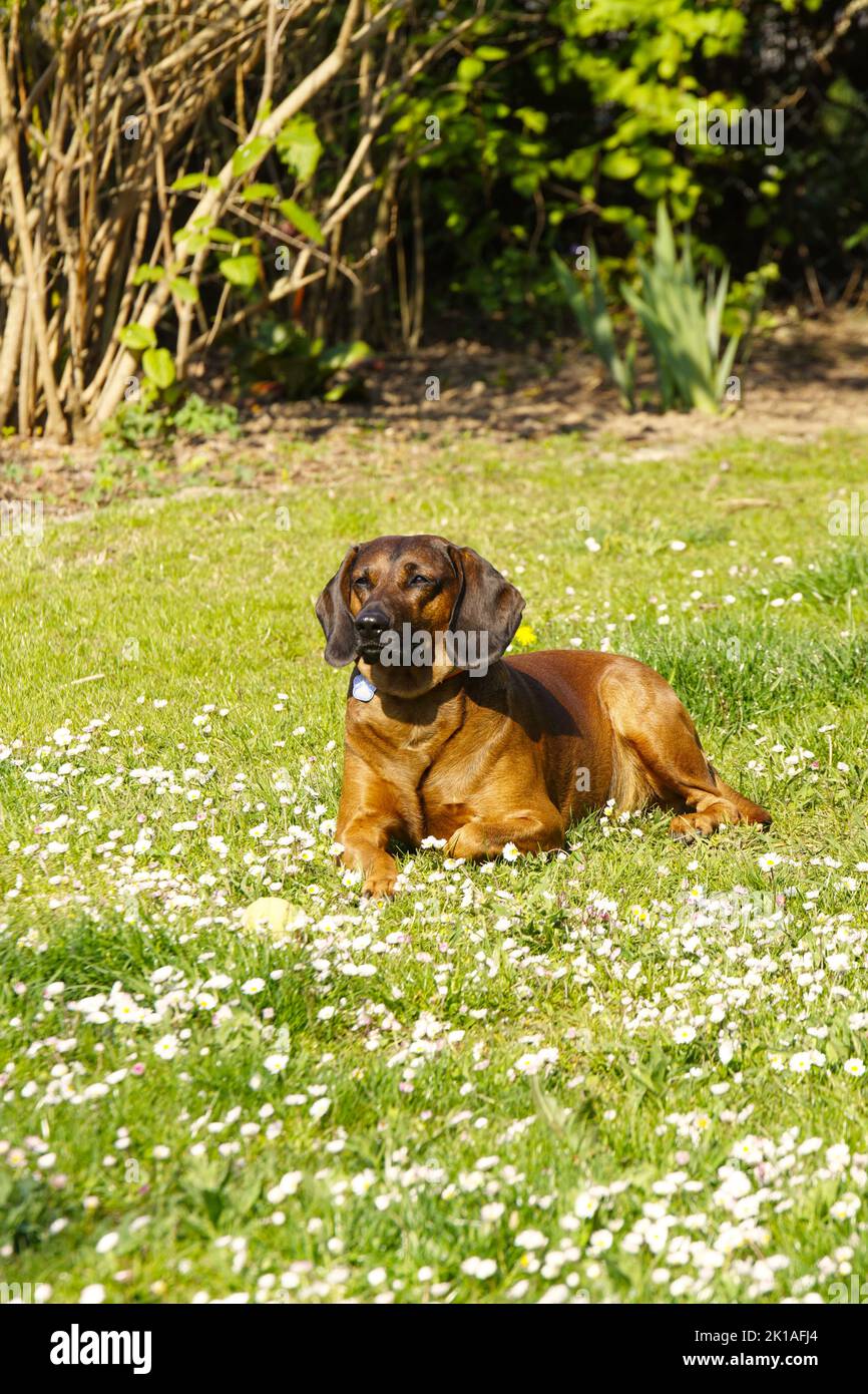 Bayrischer Gebirgsschweißhund Gismo Foto de stock