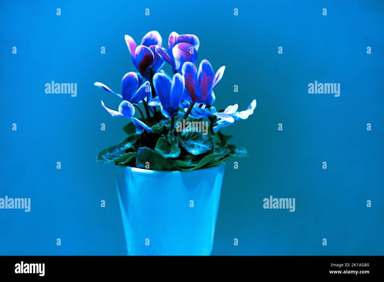 Alpenveilchen einzelner Blumenstock mit verschiedenen Farbnuacen grün, hellblau, blau, rosa, gosaschwarz, vielett, braun, Foto de stock