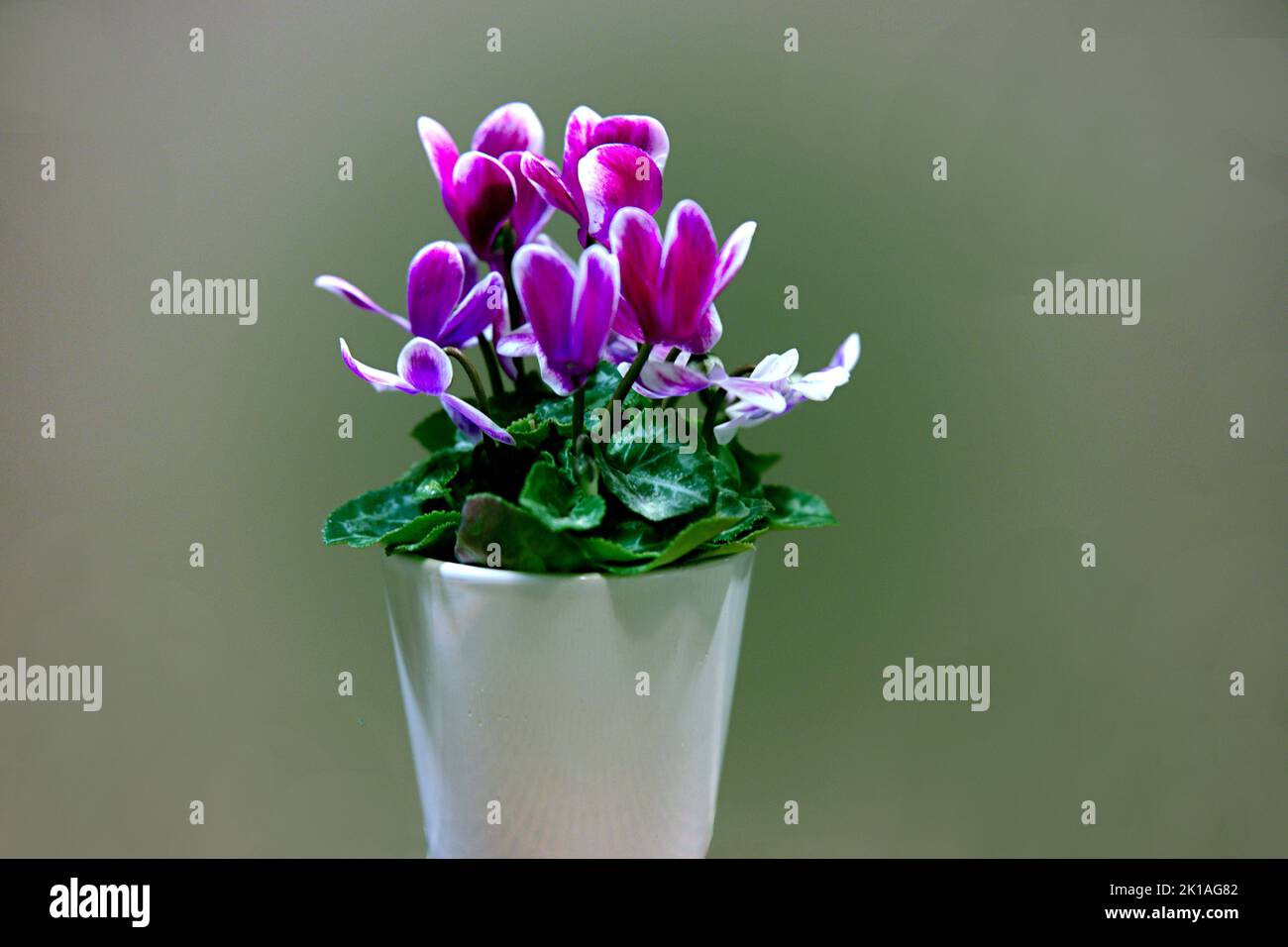 Alpenveilchen einzelner Blumenstock mit verschiedenen Farbnuacen grün, hellblau, blau, rosa, gosaschwarz, vielett, braun, Foto de stock