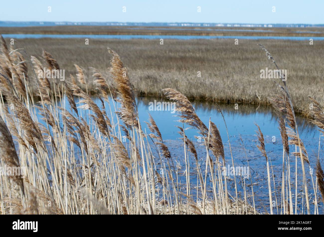 Las cañas de la bahía de Delaware y el pantano Foto de stock