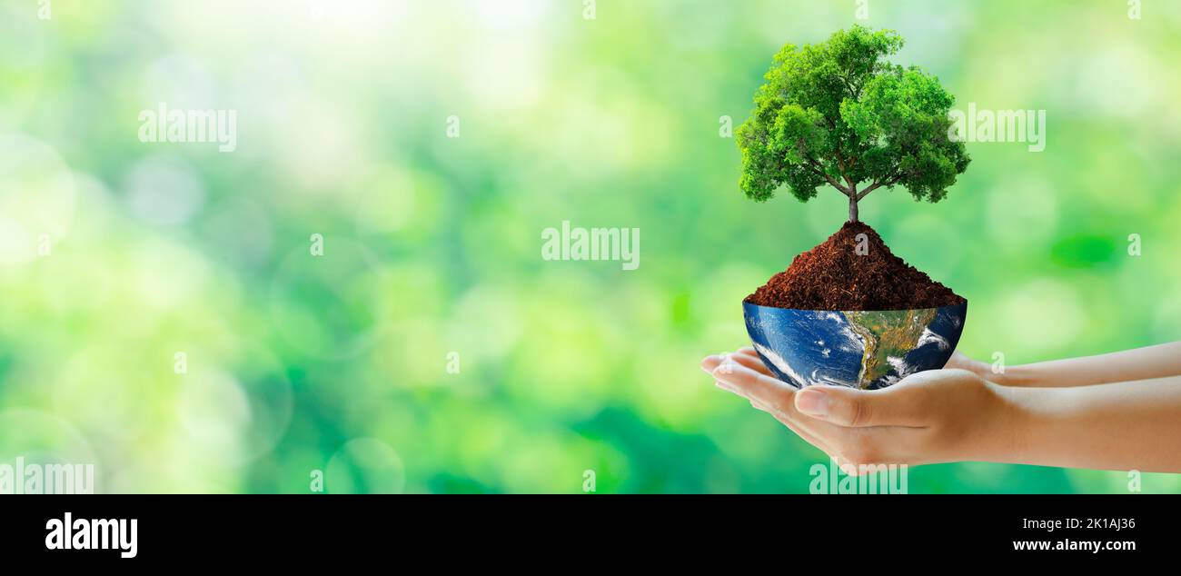 Mano sosteniendo un árbol con medio globo sobre la luz del sol y fondo verde de la hierba. Concepto de Medio Ambiente Mundial, Eco y Día de la Tierra. Elementos proporcionados por la NASA. Foto de stock