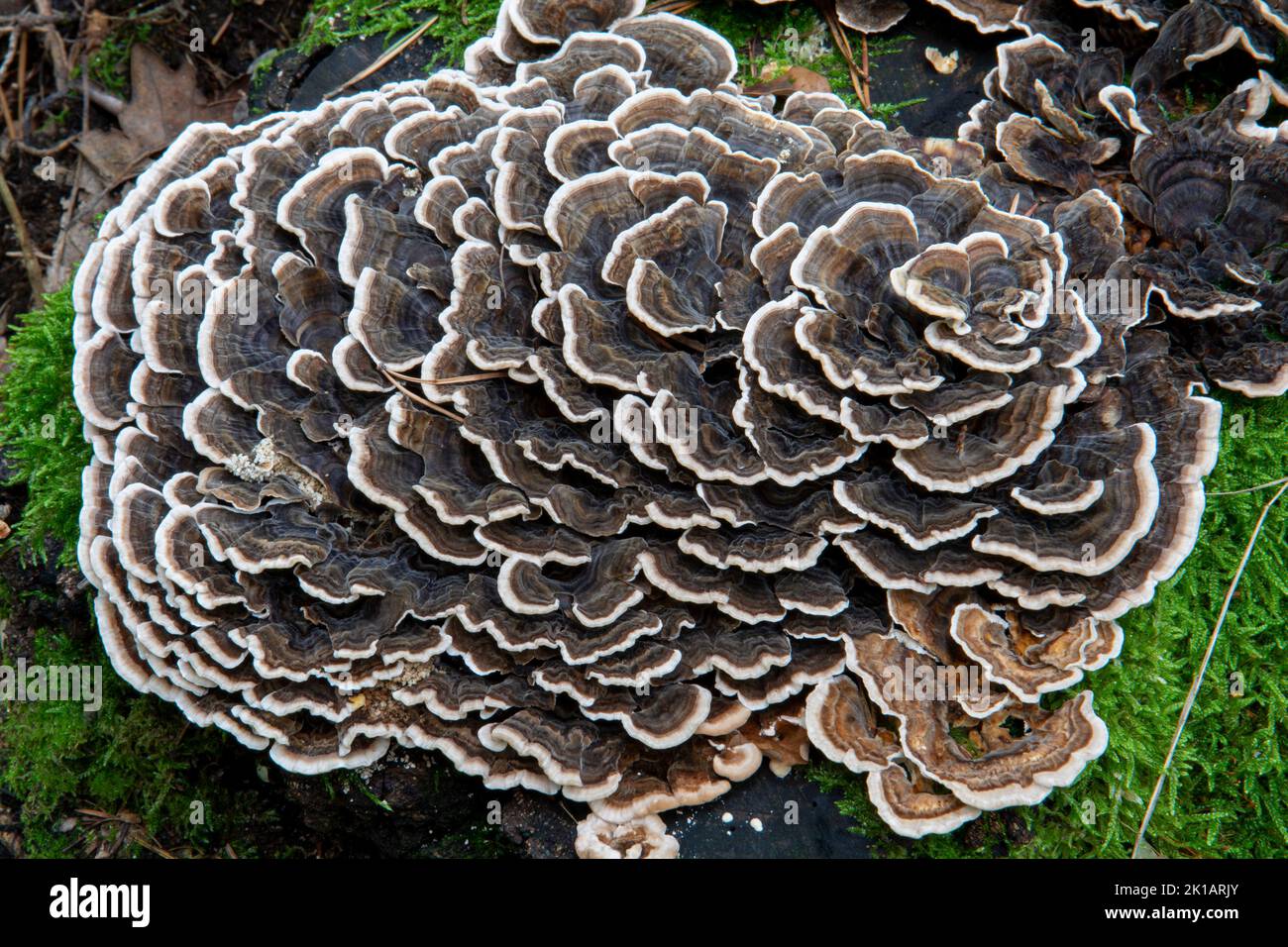 Trametes versicolor creciendo en el bosque. El hongo también se conoce como cola de pavo , Coriolus versicolor o Polyporus versicolor . Foto de stock