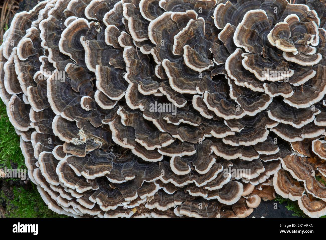 Trametes versicolor creciendo en el bosque. El hongo también se conoce como cola de pavo , Coriolus versicolor o Polyporus versicolor . Foto de stock