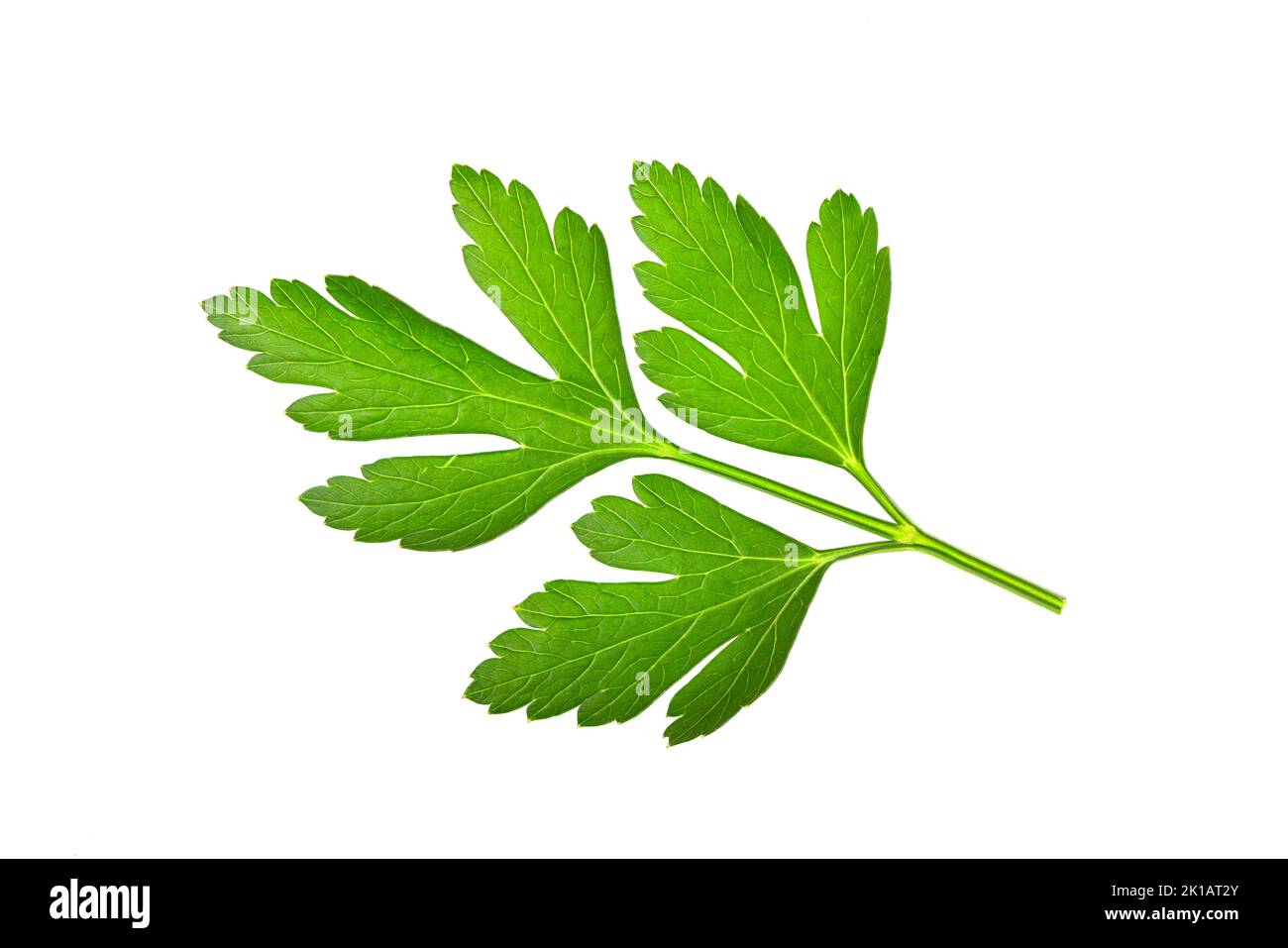 Perejil italiano verde fresco aislado sobre un fondo blanco con espacio
