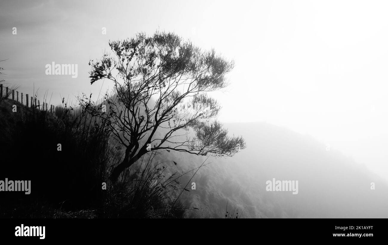 Una imagen en escala de grises de un árbol en la ladera de la colina en el Parque Nacional de Whanganui - perfecto para el papel pintado Foto de stock