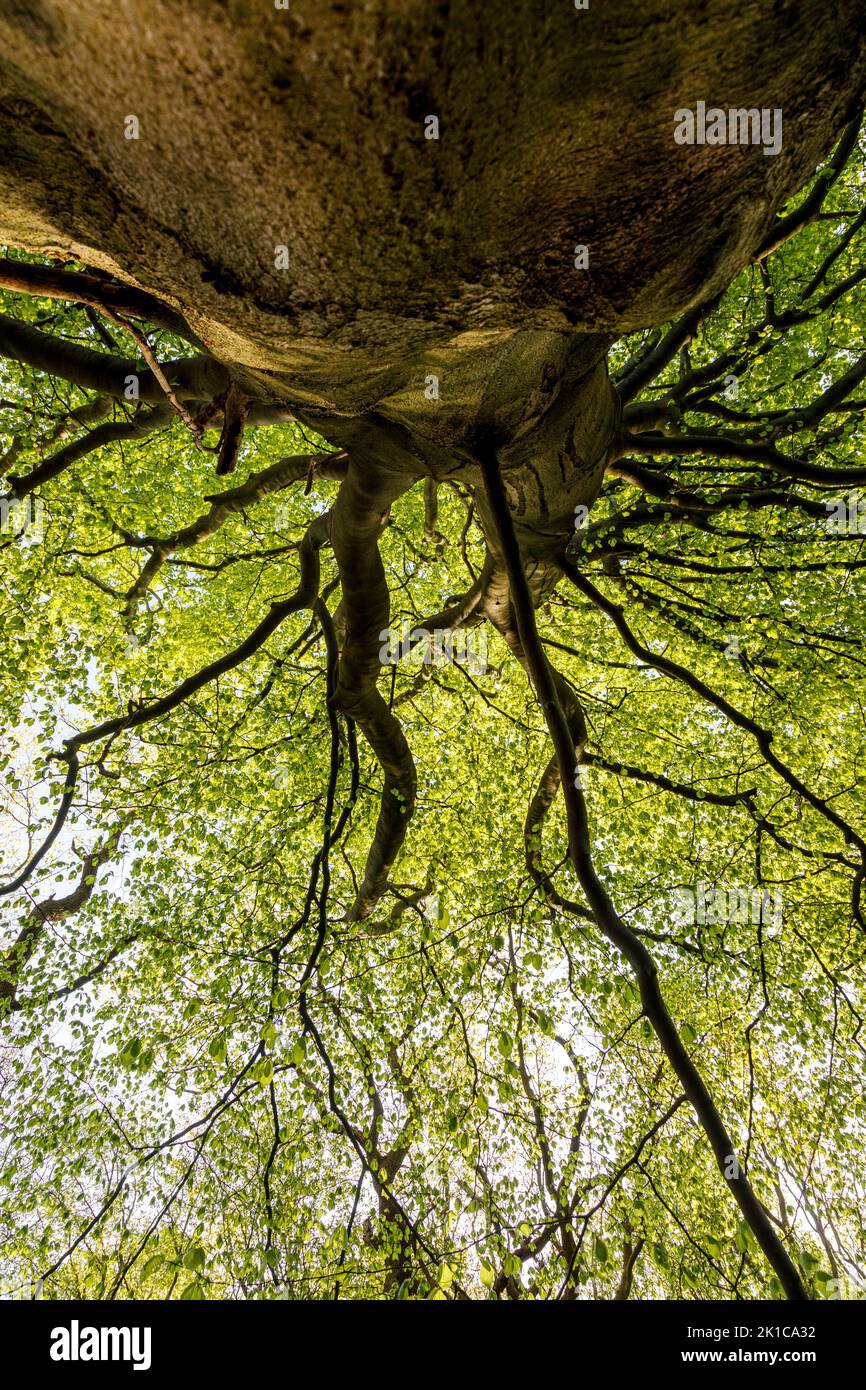 Bosque caducifolio de hoja ancha fotografías e imágenes de alta
