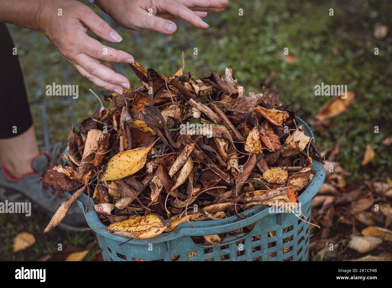 La mujer rastrilla y recoge las hojas de color caído y ordena el jardín. Jardín de otoño. Cesta llena de hojas de árboles frutales. Foto de stock