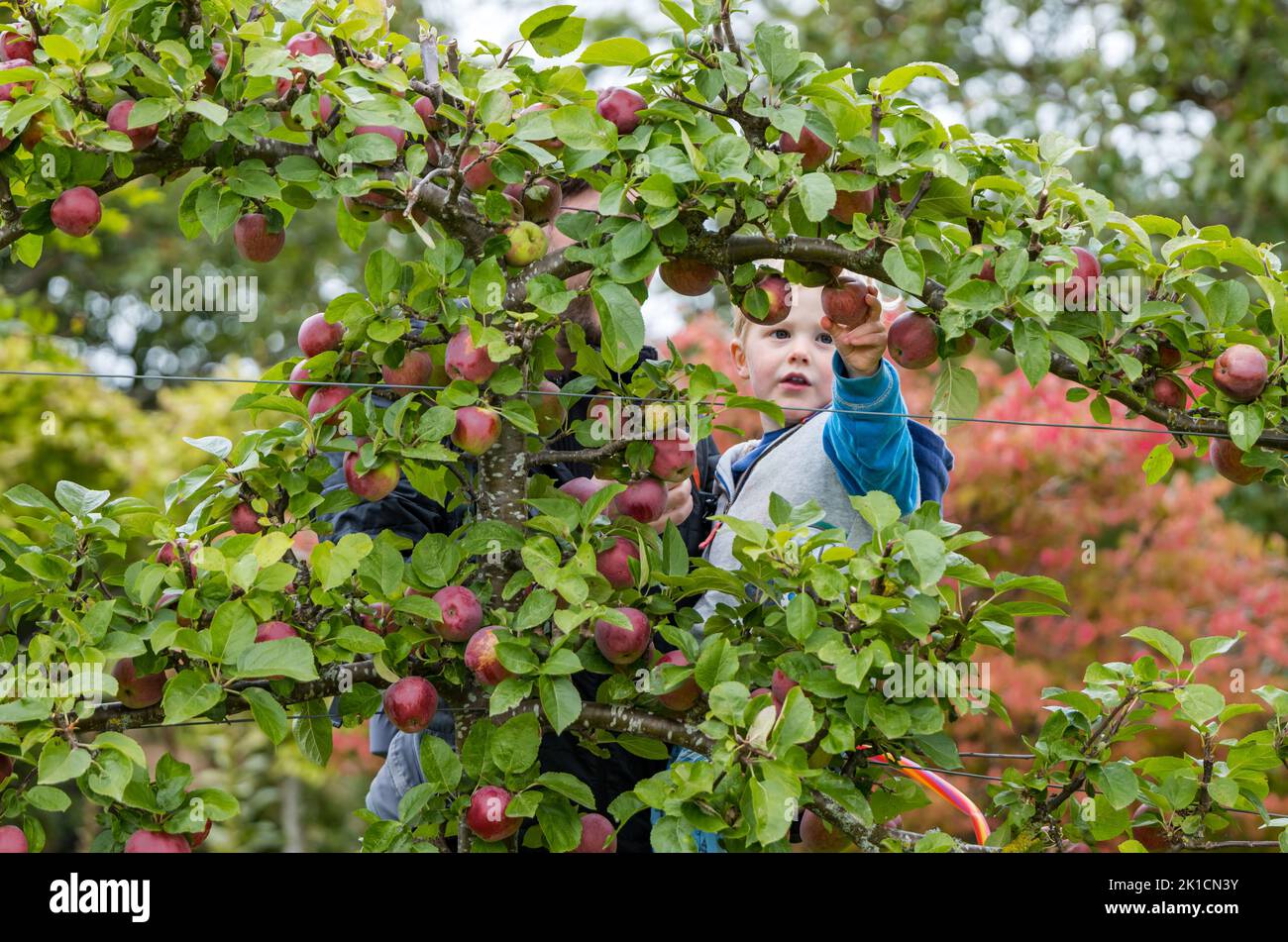 Amisfield Amurished Garden, East Lothian, Escocia, Reino Unido, 17th de septiembre de 2022. El Amisfield Amurished Garden es uno de los más grandes de Escocia. En la foto: Fergus, de 2 años de edad, está muy interesado en probar una de las manzanas que crecen en los manzanos entrenados del jardín, que han producido una cosecha excelente este año. Crédito: Sally Anderson/Alamy Live News Foto de stock