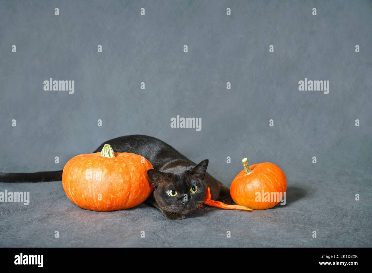 Gato juega cerca de calabazas sobre fondo gris en Halloween, Birmania gato con cinta de naranja es la caza, mascota lindo divertirse en Halloween vacaciones. Octubre, A. Foto de stock
