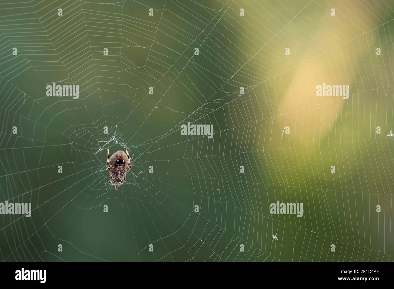 Araña tejedora de orbweaver hembra de Hentz boca abajo en su tela a finales del verano. Estas arañas son normalmente nocturnas, pero cambian a diurnas a finales del verano. Foto de stock