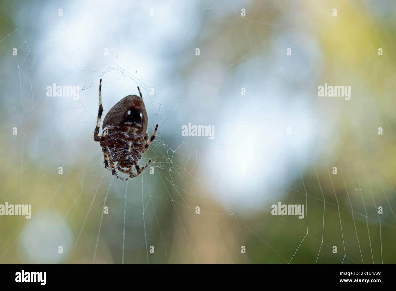 Araña tejedora de orbweaver hembra de Hentz boca abajo en su tela a finales del verano. Estas arañas son normalmente nocturnas, pero cambian a diurnas a finales del verano. Foto de stock