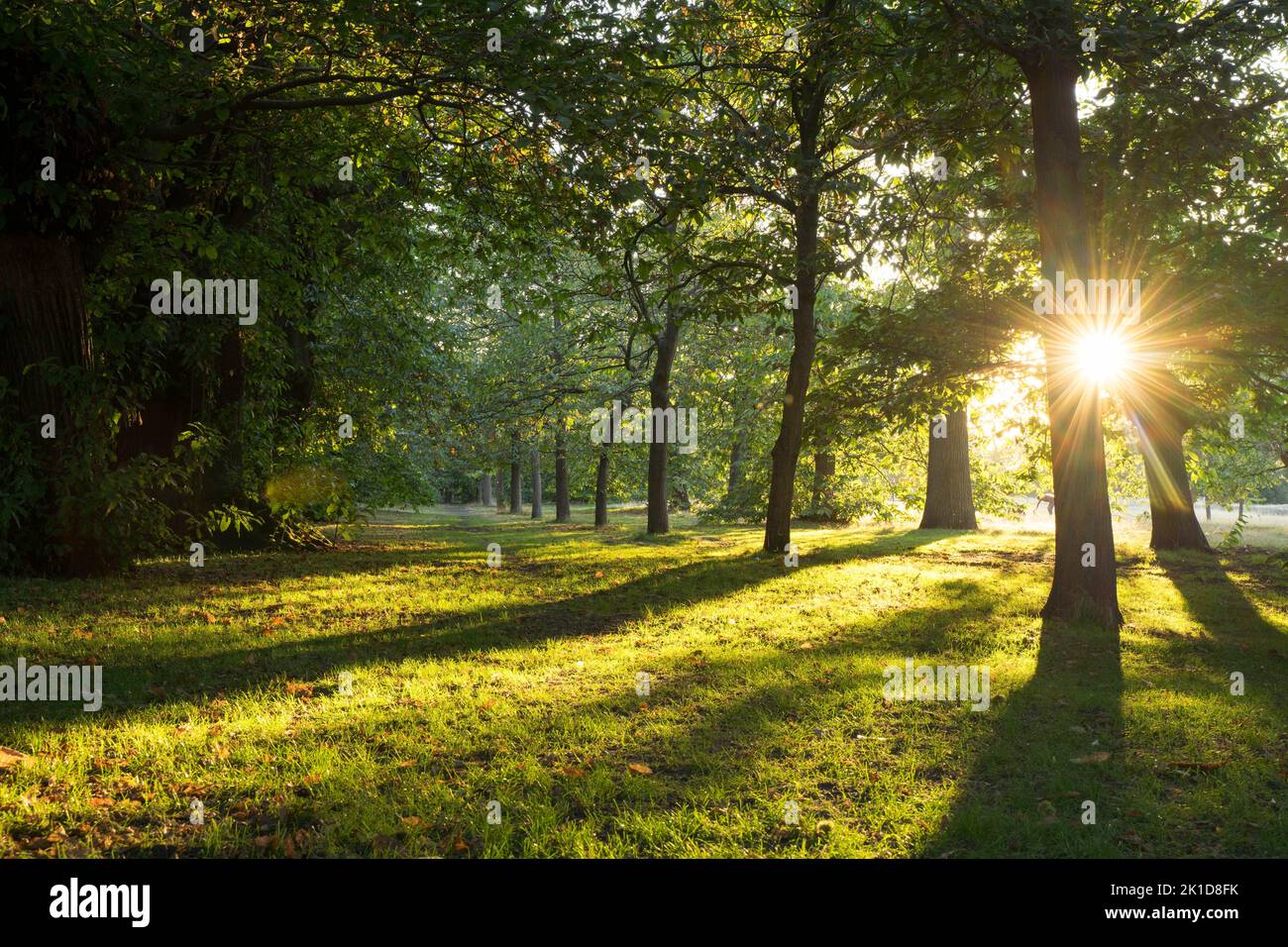 Londres, Reino Unido, 17th de septiembre de 2022. Clima en el Reino Unido. La puesta del sol de otoño se proyectó en el parque londinense Greenwich, Inglaterra. Crédito: Xiu Bao/Alamy Live News Foto de stock