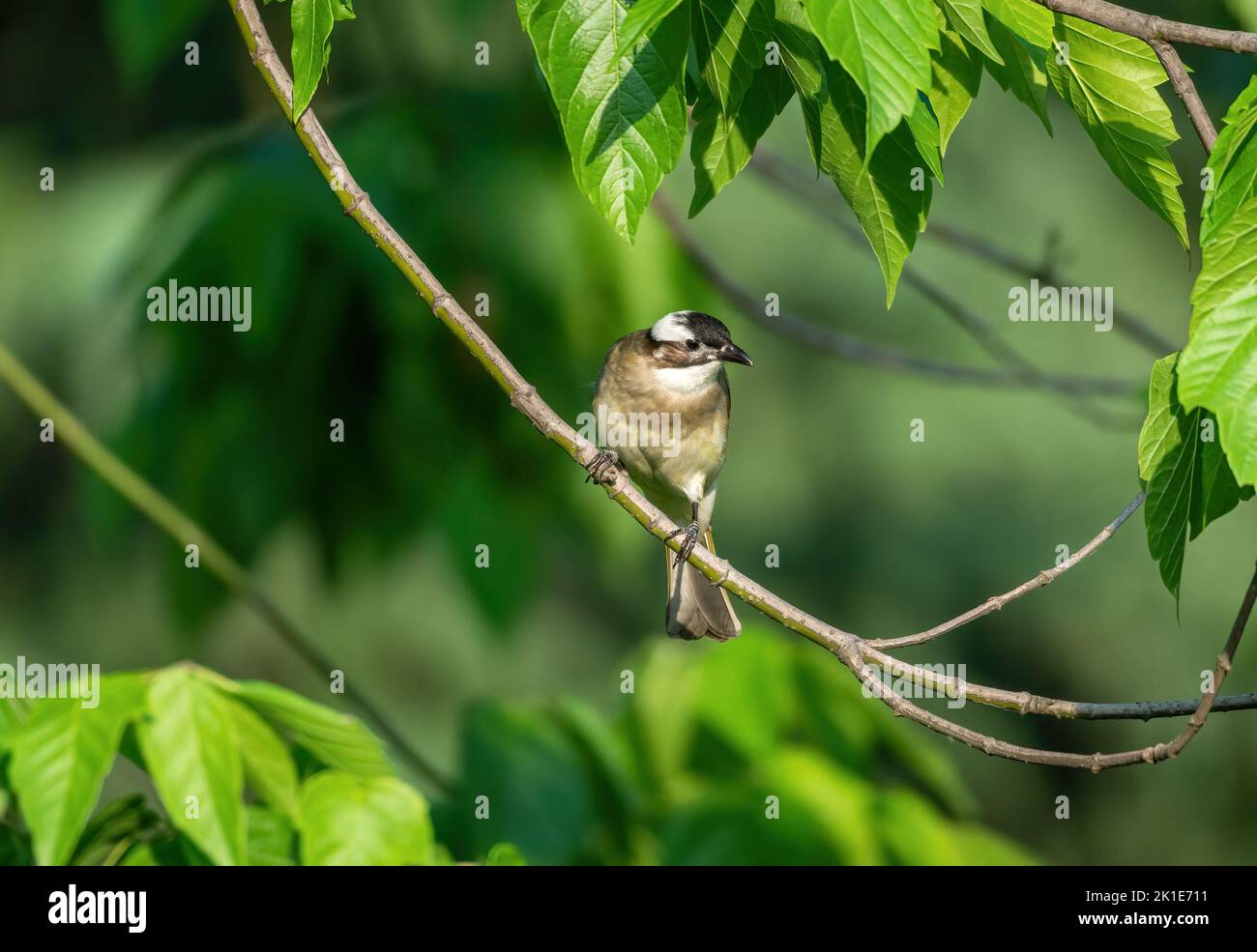 Primer plano de un bulbo (Pycnonotus sinensis) ventilado (chino) sentado en un árbol durante la primavera en un día soleado Foto de stock