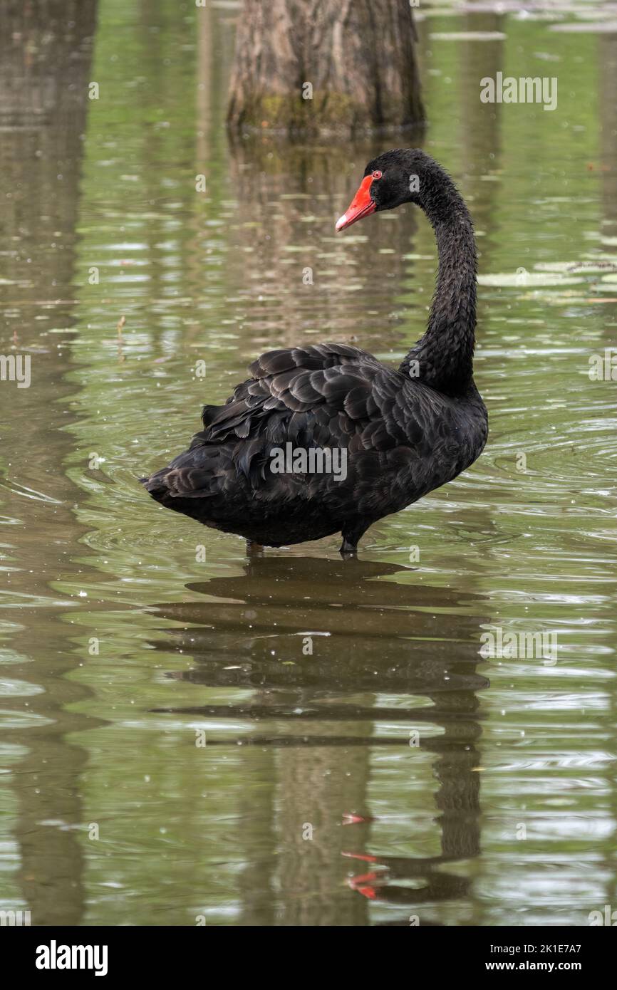 Primer plano de un majestuoso cisne negro nadando en un hermoso estanque en un día soleado durante la primavera Foto de stock