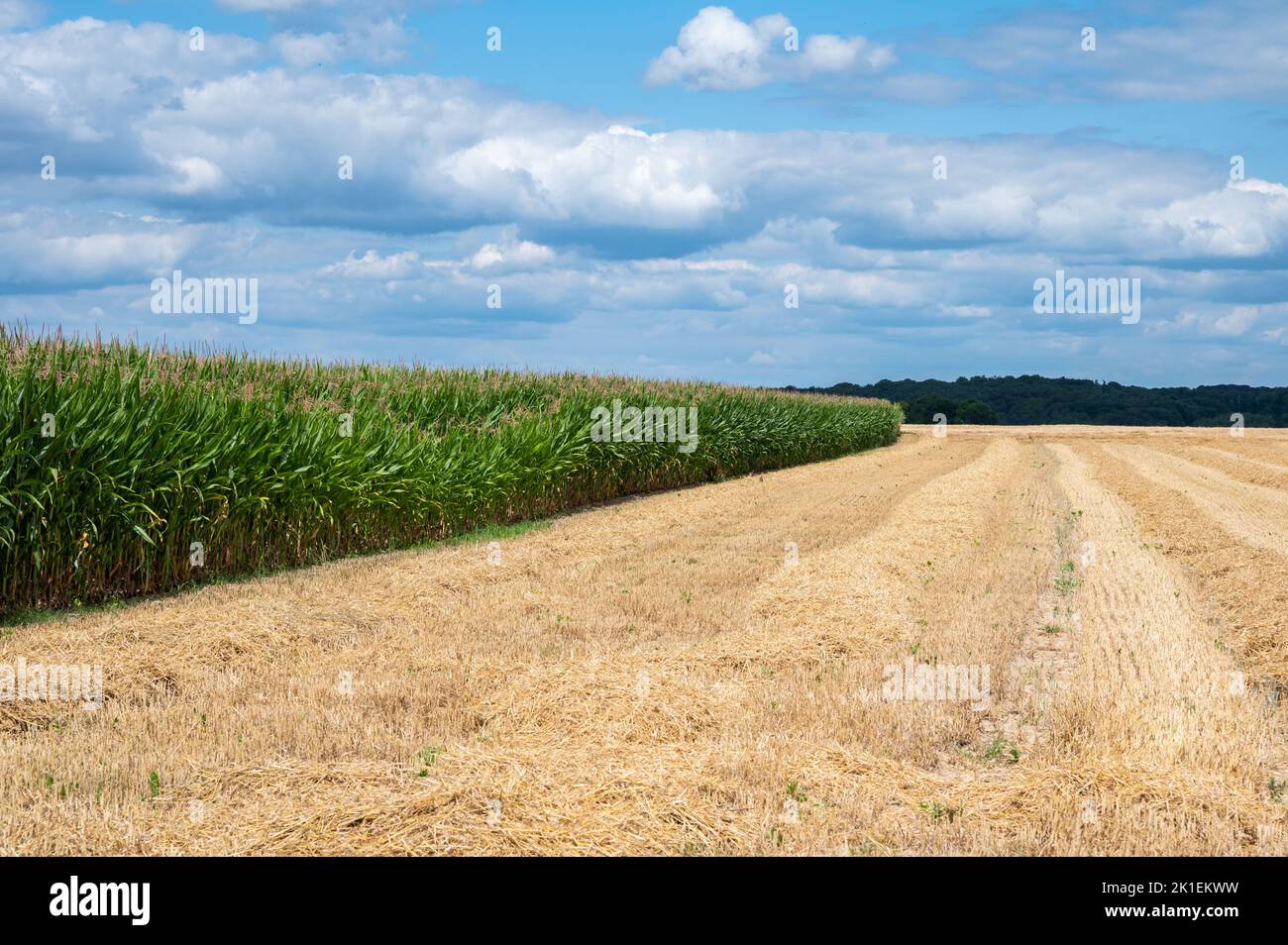 Campos de trigo cosechados de oro en la campiña de Wallon alrededor de Grez-Doiceau, Bélgica Foto de stock