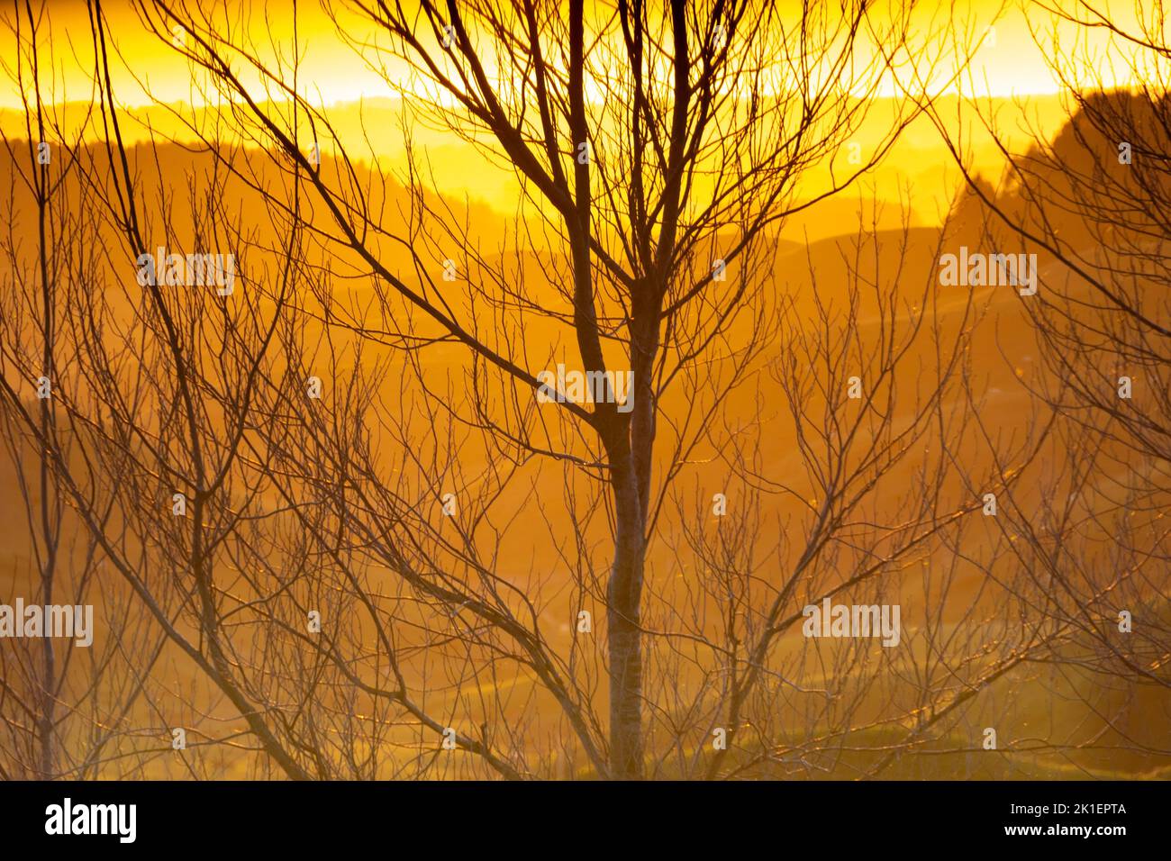 Árboles de invierno cerca de Ashurst, Manawatu, Isla Norte, Nueva Zelanda Foto de stock