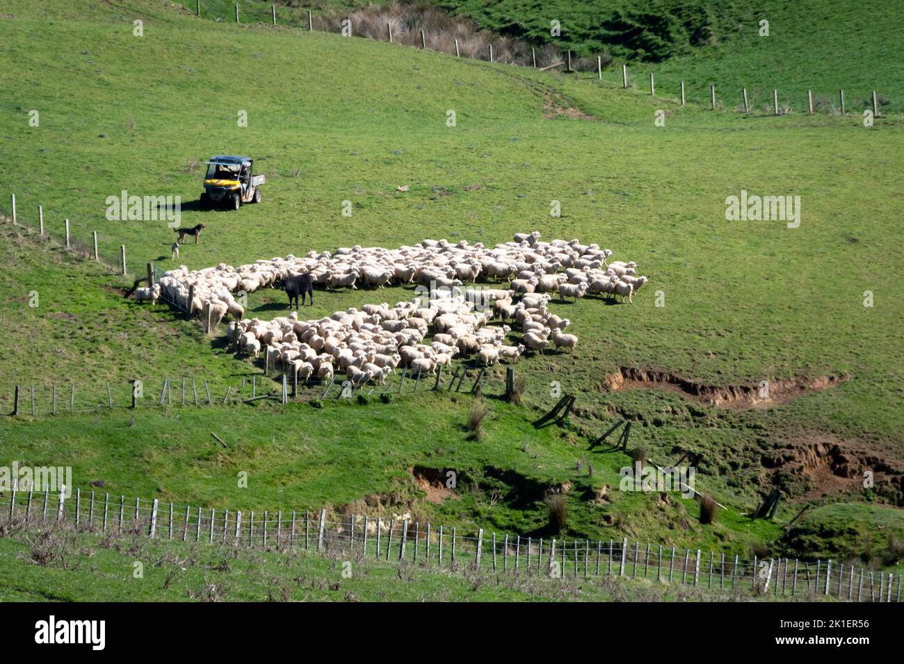 Ovejas de perro pastor de ovejas, Pohangina Valley, Manawatu, Isla del Norte, Nueva Zelanda Foto de stock
