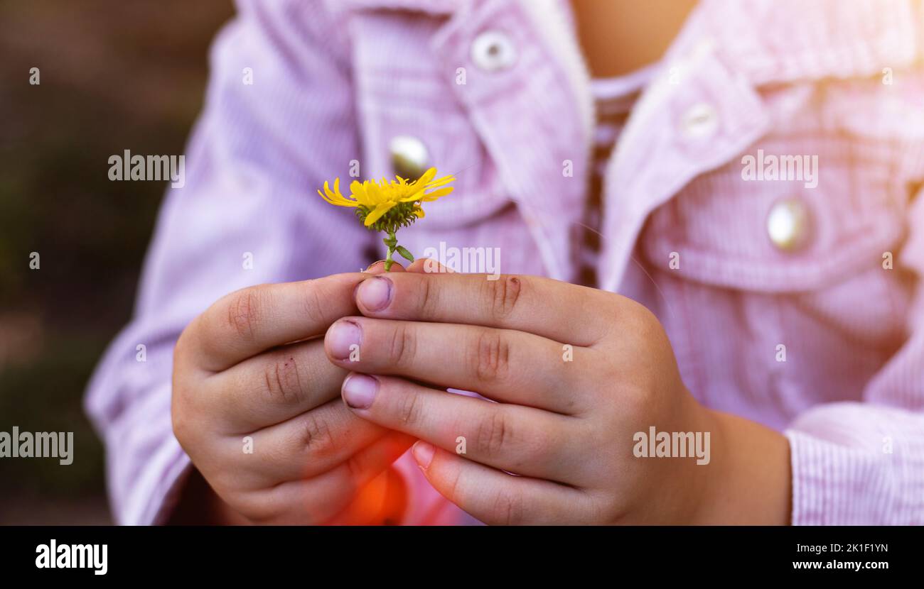 Una flor amarilla en las manos de un niño. Soleado día de otoño. Resplandor del sol. Niño en el parque. Foto de stock