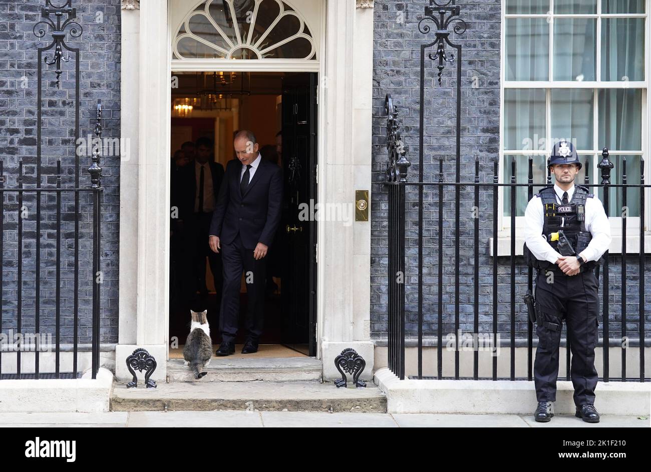 Taoiseach Irlandés Micheal Martin mirando a Larry el gato mientras sale de 10 Downing Street en Londres, tras una reunión bilateral con el Primer Ministro Liz Truss en . Fecha de la foto: Domingo 18 de septiembre de 2022. Foto de stock