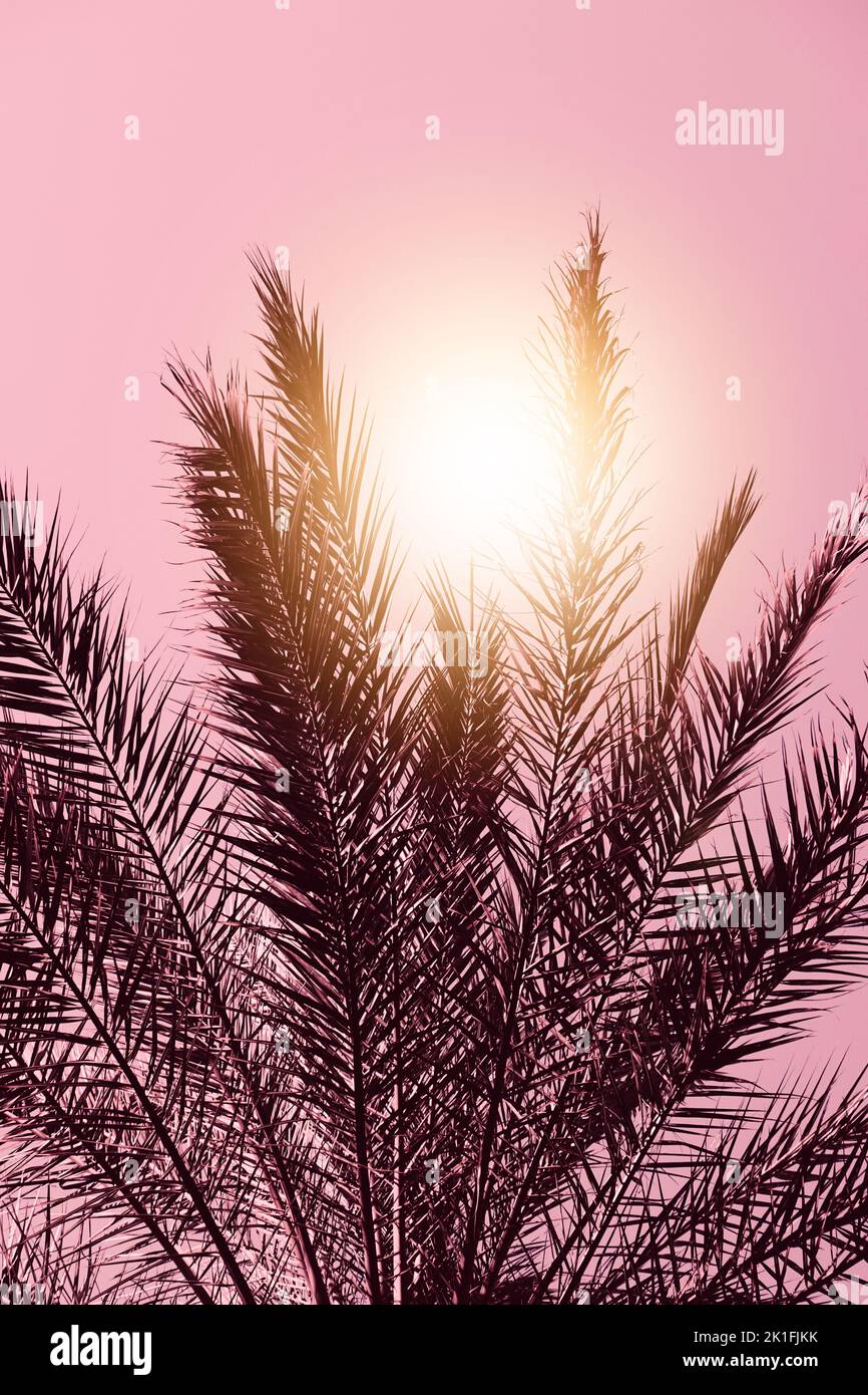 hojas de palmera y puesta de sol de fondo, clima tropical Foto de stock