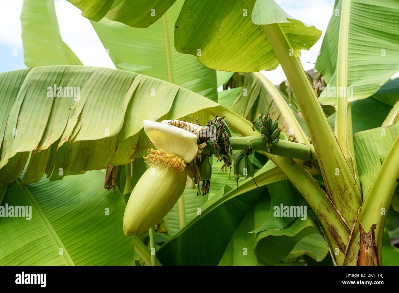 Palmera con hojas grandes y plátanos crecientes en día soleado Foto de stock