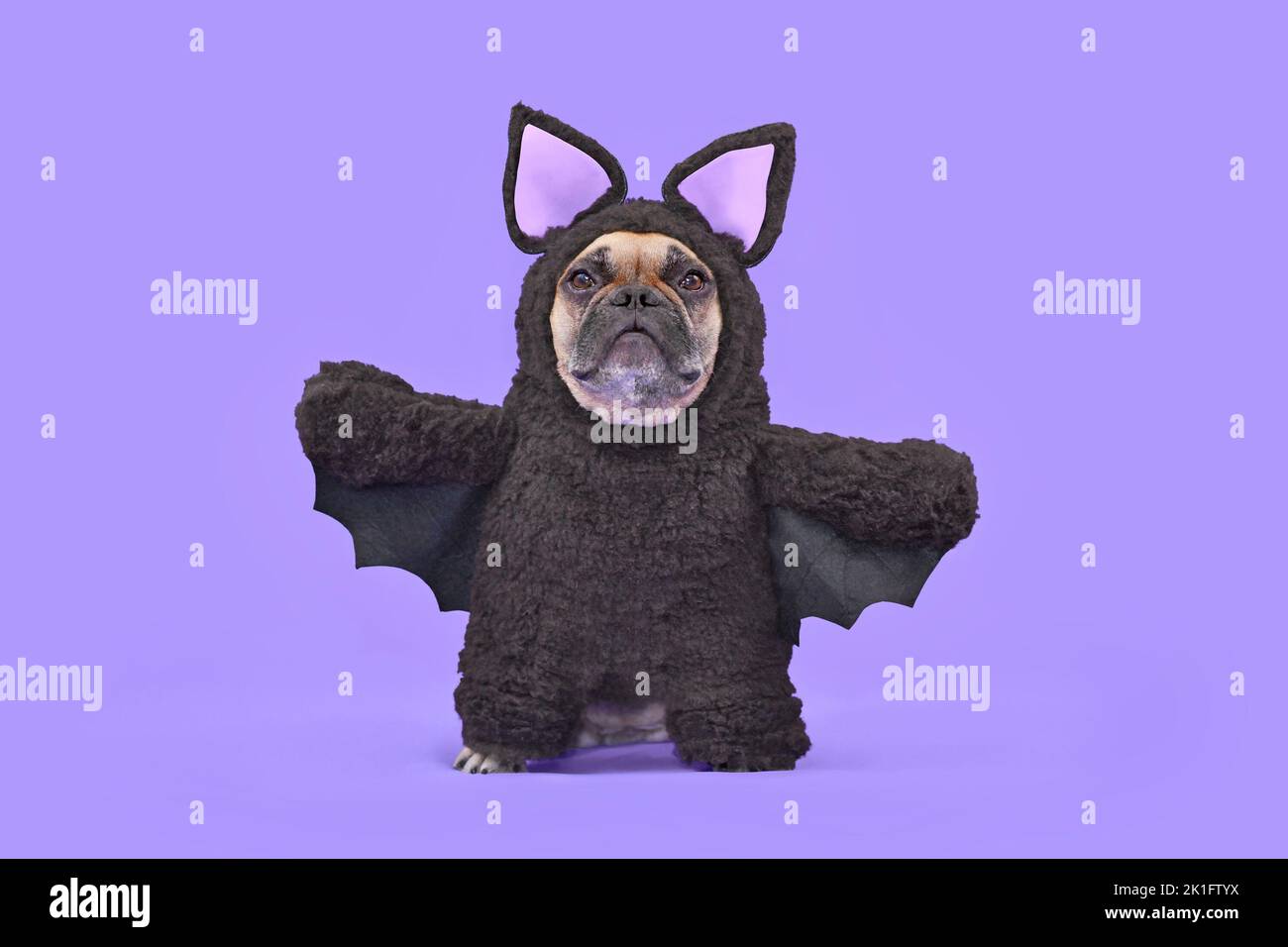 Disfraz de perro de Halloween. Bulldog francés con disfraz de murciélago de cuerpo entero hecho en casa en frente de fondo púrpura Foto de stock