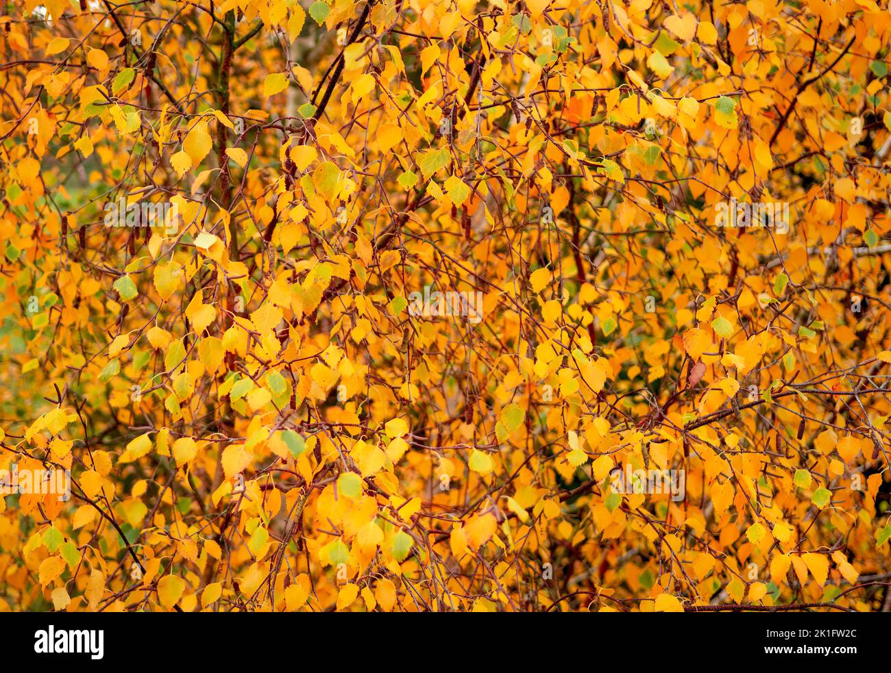 Imagen de borde a borde de hojas de haya otoñal sobre ramas en colores amarillos y anaranjados vivos Foto de stock