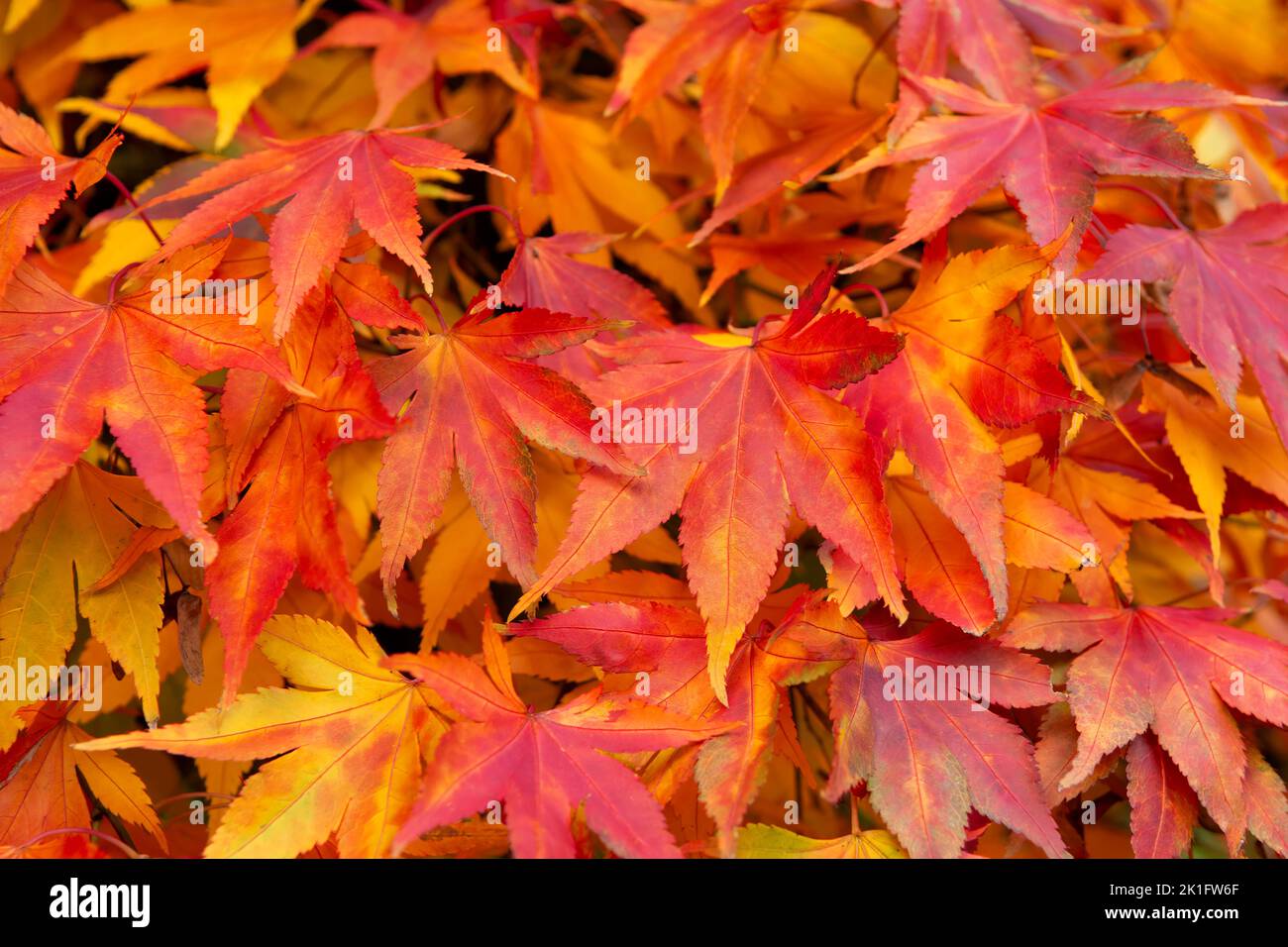 Arce japonés, Acer palmatum en hermosos y vivos colores otoñales Foto de stock