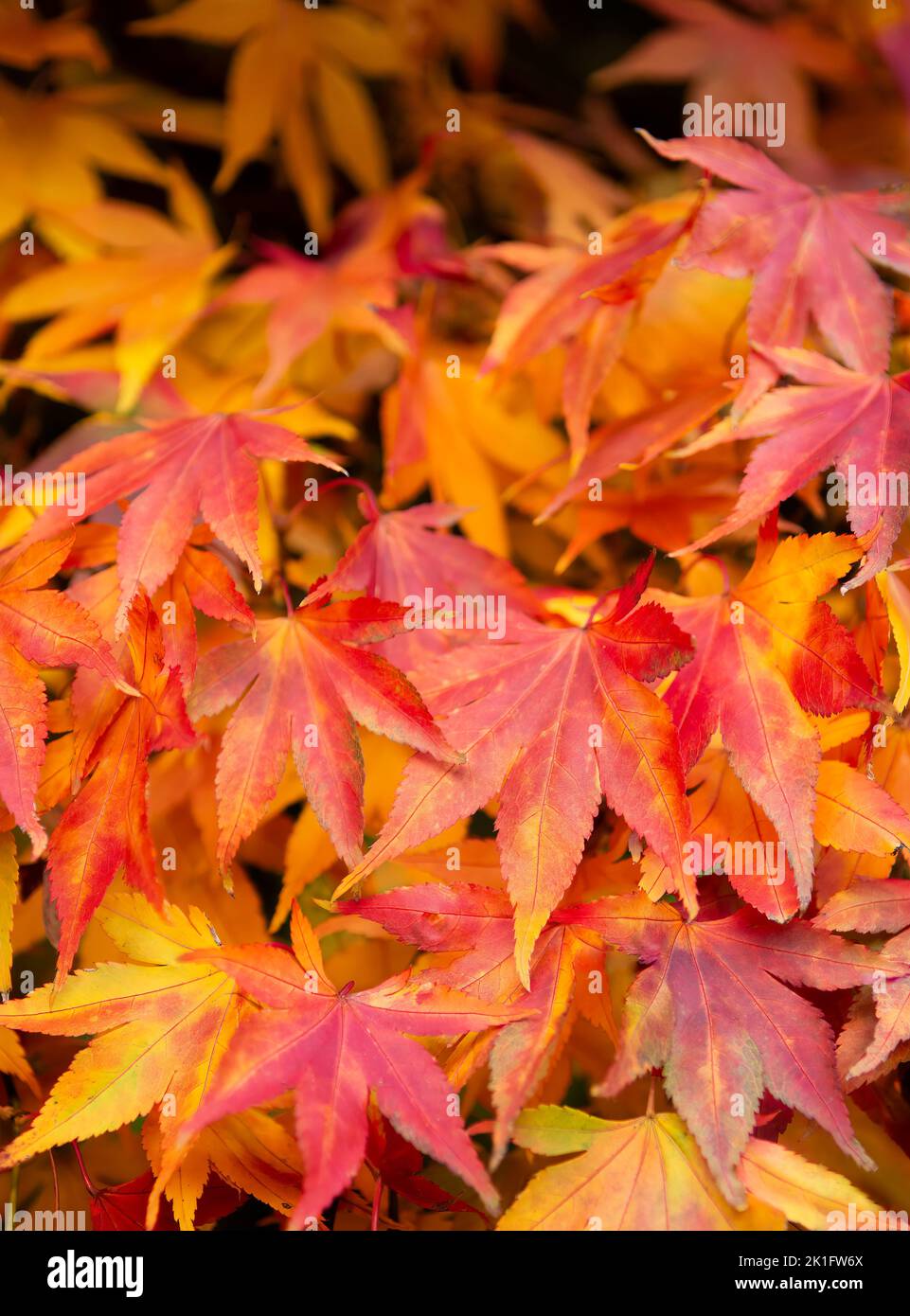 Arce japonés, Acer palmatum en hermosos y vivos colores otoñales Foto de stock