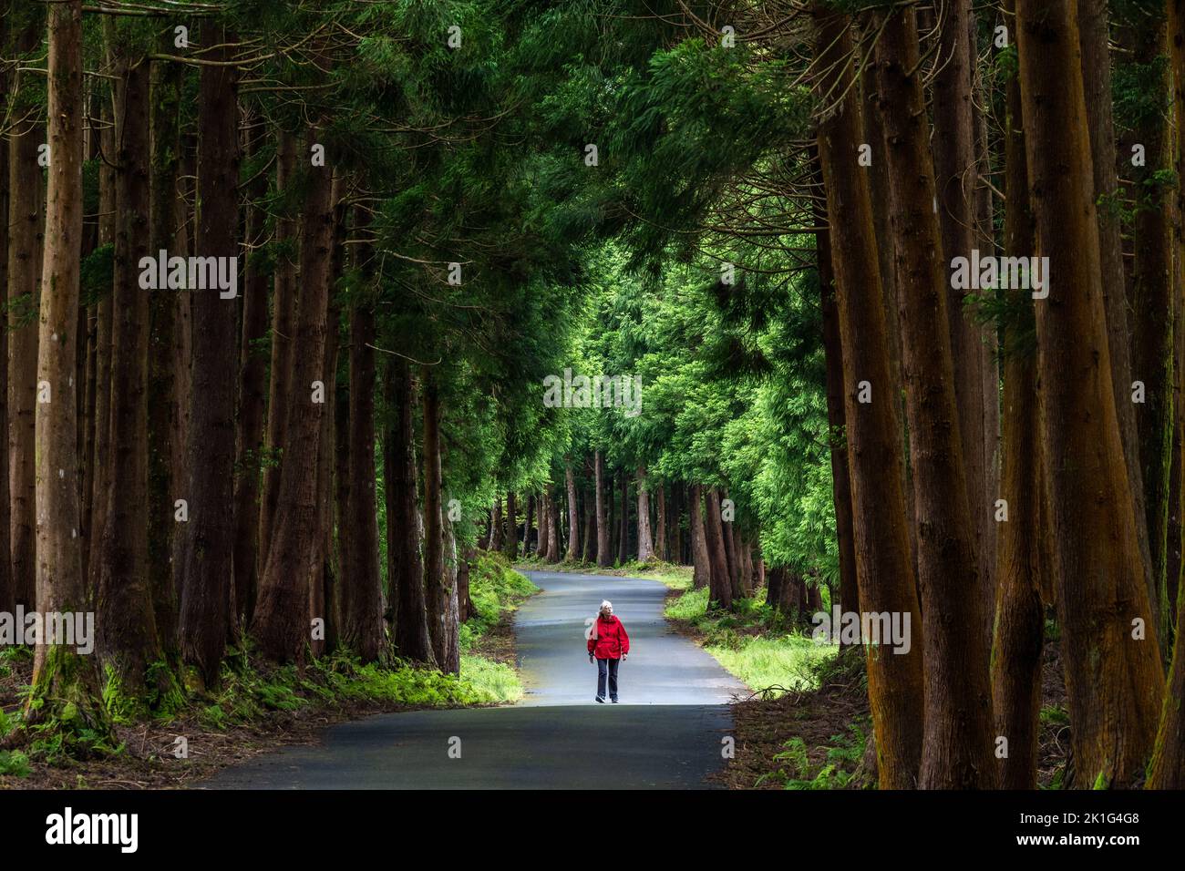 Una mujer camina junto a gigantescos cedros japoneses en el parque natural Reserva Florestal parcial da Serra de S. Barbara e dos Misterios Negros en la isla de Terceira, Azores, Portugal. Más del 22 por ciento de la tierra en la isla de Terceira está reservada como reservas naturales. Foto de stock