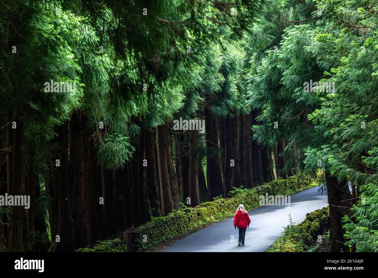 Una mujer camina junto a gigantescos cedros japoneses en el parque natural Reserva Florestal parcial da Serra de S. Barbara e dos Misterios Negros en la isla de Terceira, Azores, Portugal. Más del 22 por ciento de la tierra en la isla de Terceira está reservada como reservas naturales. Foto de stock