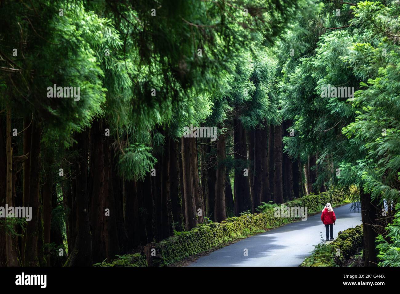 Una mujer camina junto a gigantescos cedros japoneses en el parque natural Reserva Florestal parcial da Serra de S. Barbara e dos Misterios Negros en la isla de Terceira, Azores, Portugal. Más del 22 por ciento de la tierra en la isla de Terceira está reservada como reservas naturales. Foto de stock