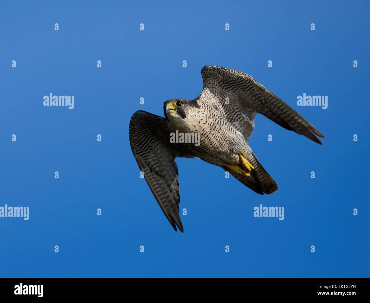 Halcón peregrino (Falco peregrinus) en su entorno natural Foto de stock