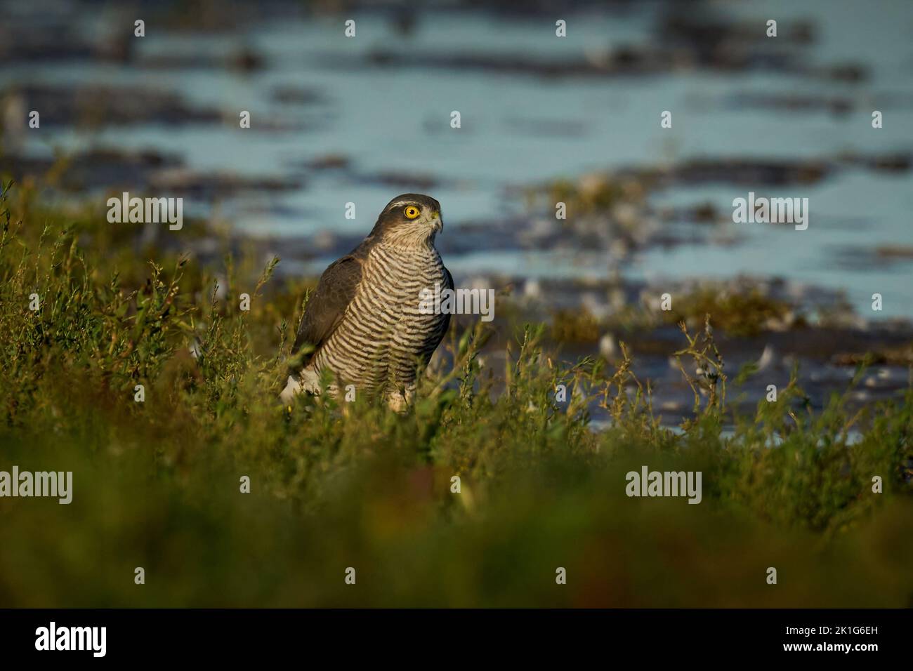 Sparrowhawk euroasiático (Accipiter nisus) en su entorno natural Foto de stock