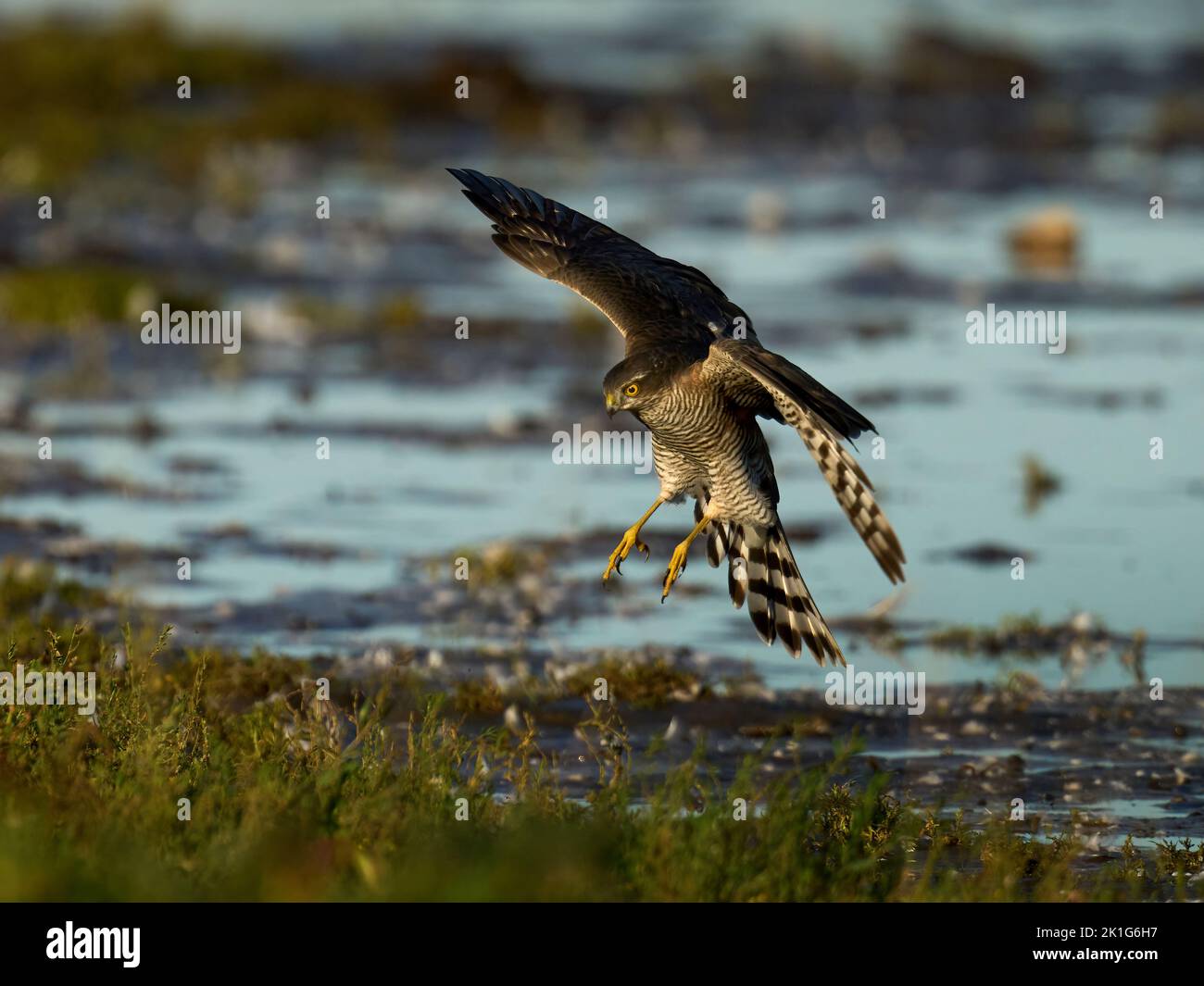 Sparrowhawk euroasiático (Accipiter nisus) en su entorno natural Foto de stock