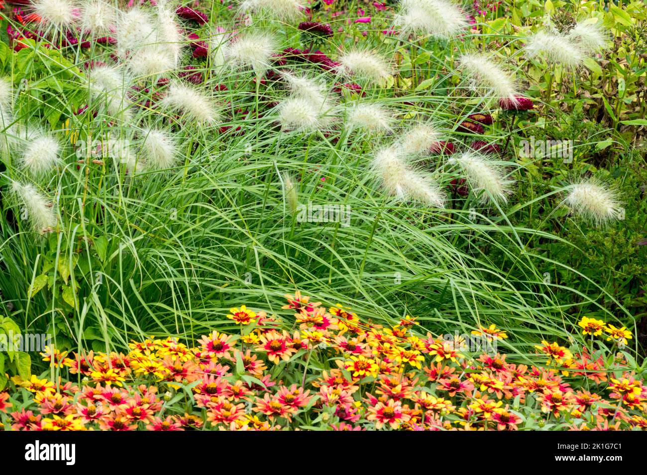 Fuente de hierba, Pennisetum villosum Feathertop, Zinnias, lecho de flores, borde, Jardín Foto de stock