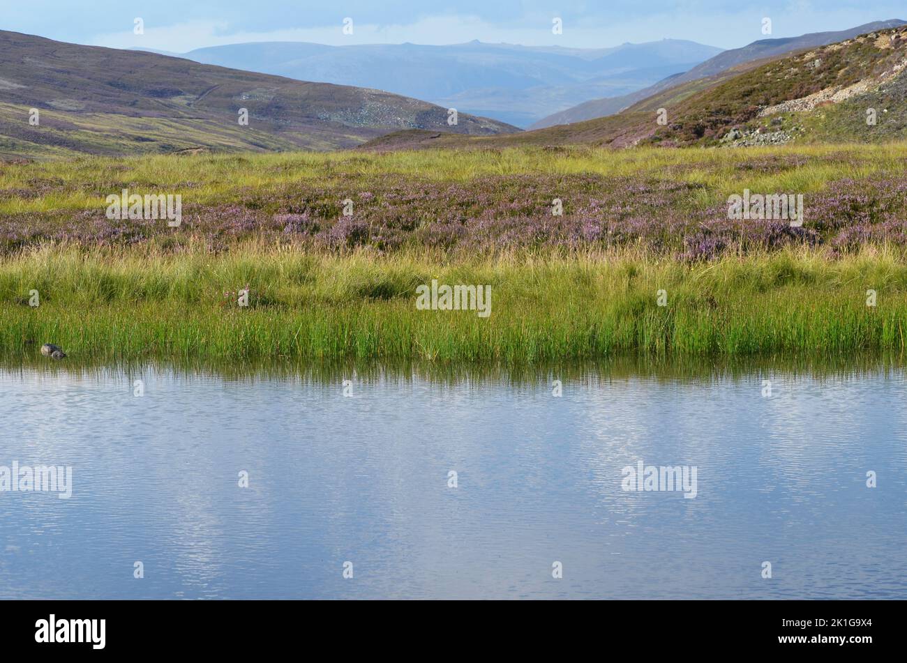 Un pequeño estanque en Glen Callater, el parque nacional Cairngorms, Escocia Foto de stock