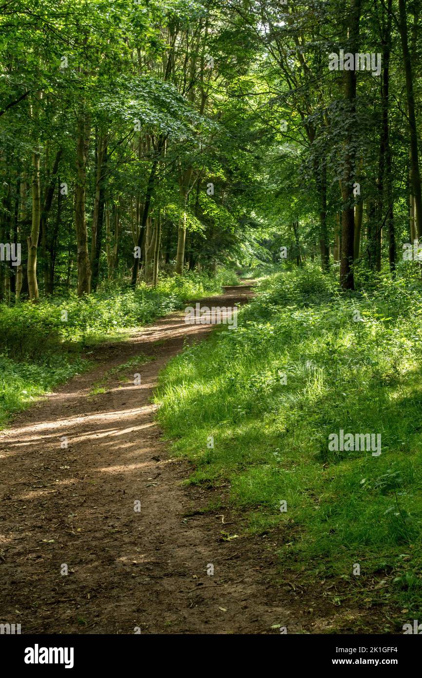 El sendero Leicestershire Round / Jubilee Way / 10th Batallón Trail pasa a través de bosques verdes debajo de Burrough Hill, Leicestershire, Inglaterra, Reino Unido Foto de stock